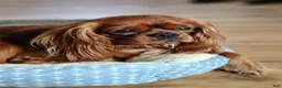 Cavalier King Charles Spaniel dogs for sale: Arthur  - Ad 3