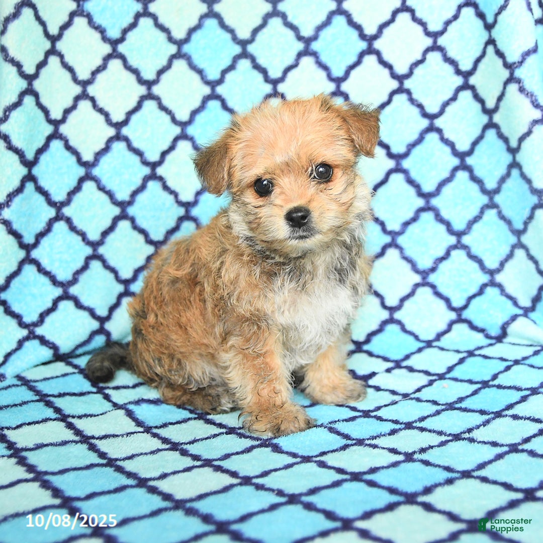 Mixed Breed dogs for sale: Cocopuff - Ad 6