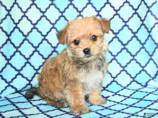 Mixed Breed dogs - Ad 23