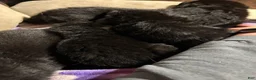 German Shepherd dogs for sale: German Shepherd Puppy 2 - Ad 3