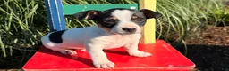 Jack Russell Terrier dogs for sale: Spot  - Ad 4