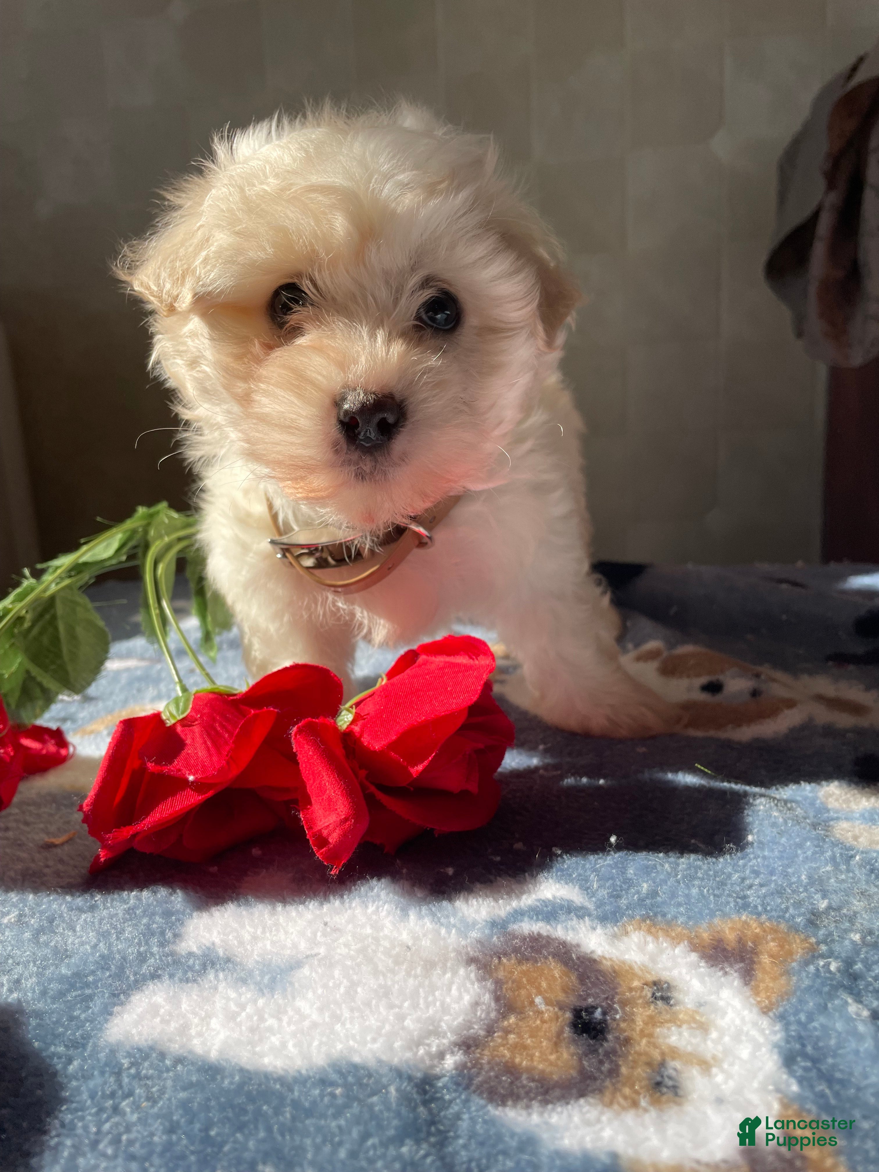 Maltese dogs Prince - Ad 33