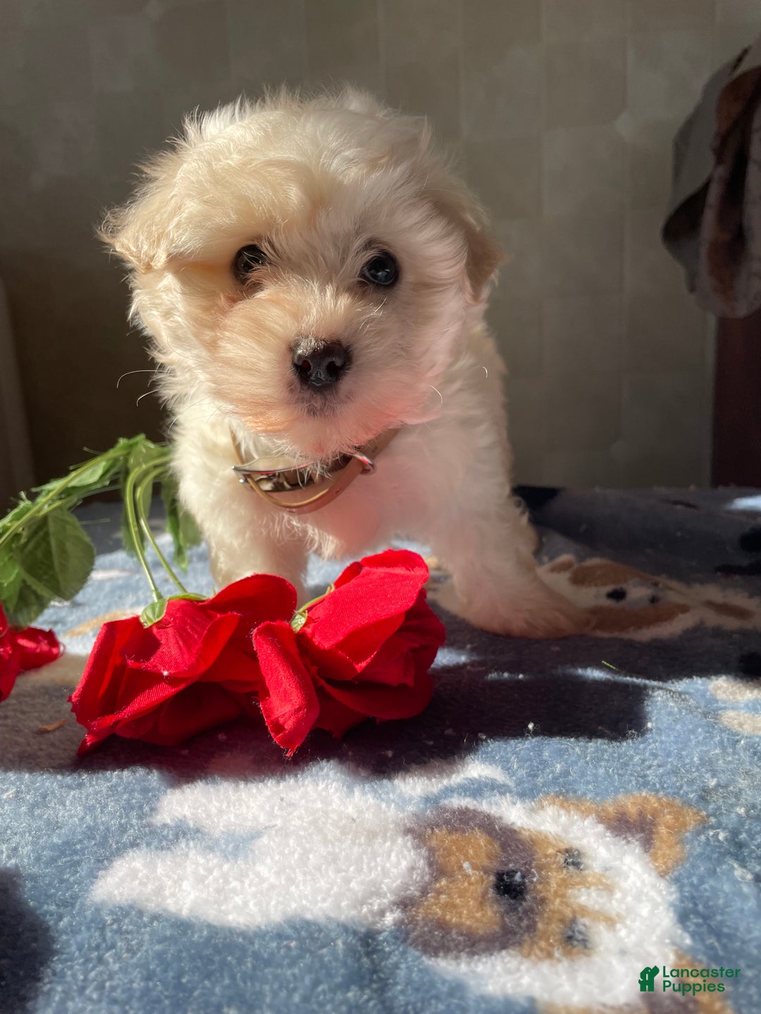 Maltese dogs for sale: Prince - Ad 1