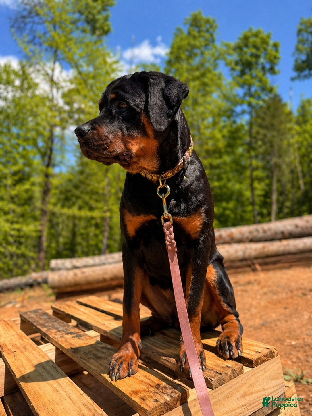Rottweiler dogs ***Fully Trained Xan  - Ad 1