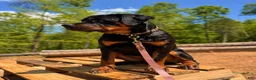 Rottweiler dogs for sale: ***Fully Trained Xan  - Ad 2