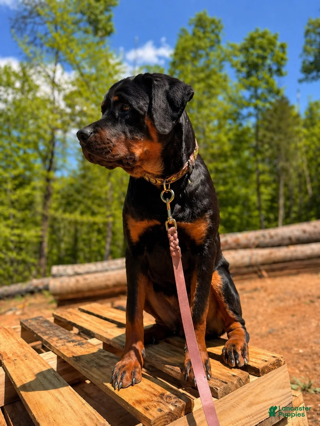 Rottweiler dogs for sale: ***Fully Trained Xan  - Ad 2