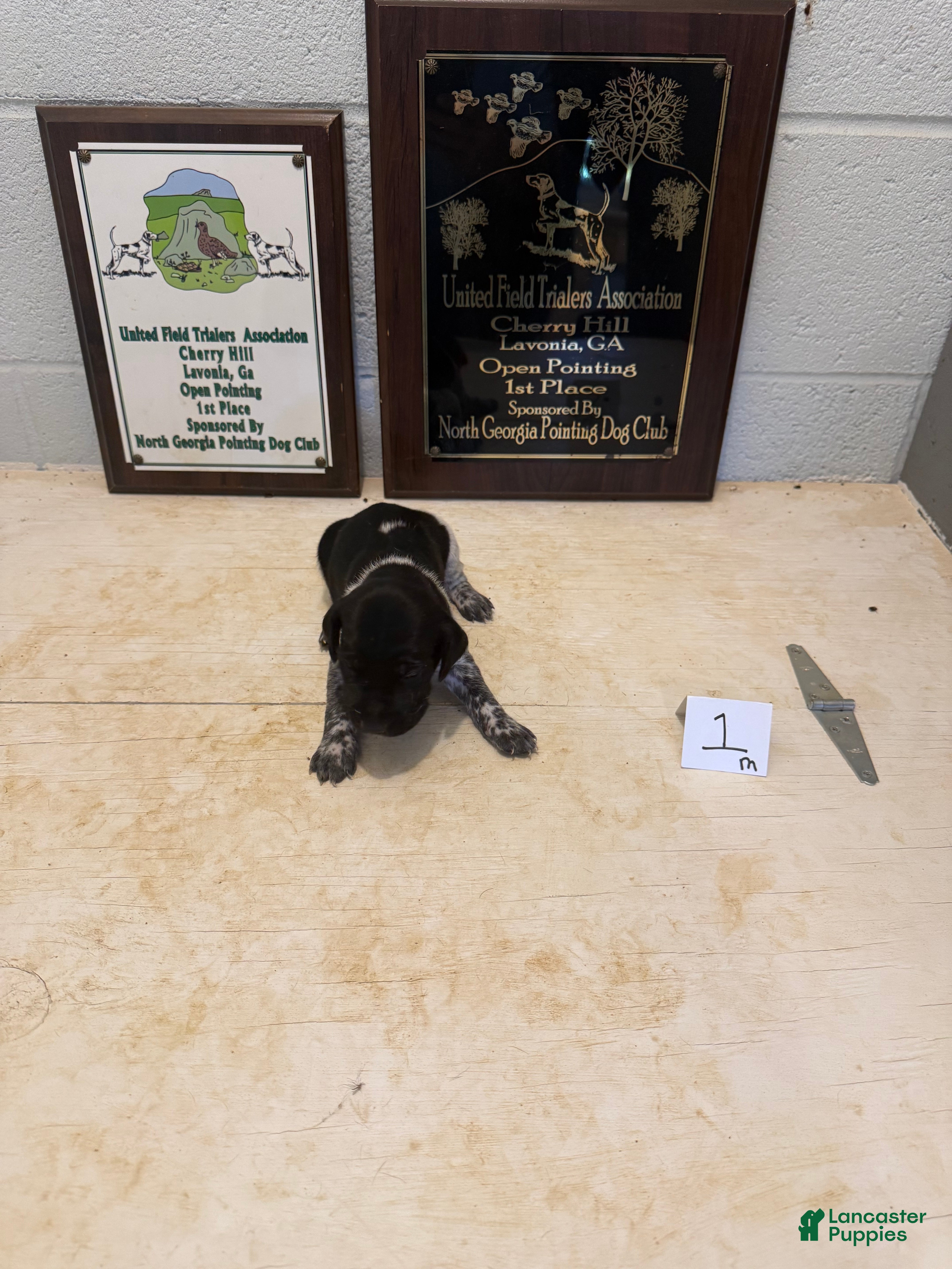 German Shorthaired Pointer dogs German Shorthaired Pointer 1 - Ad 1