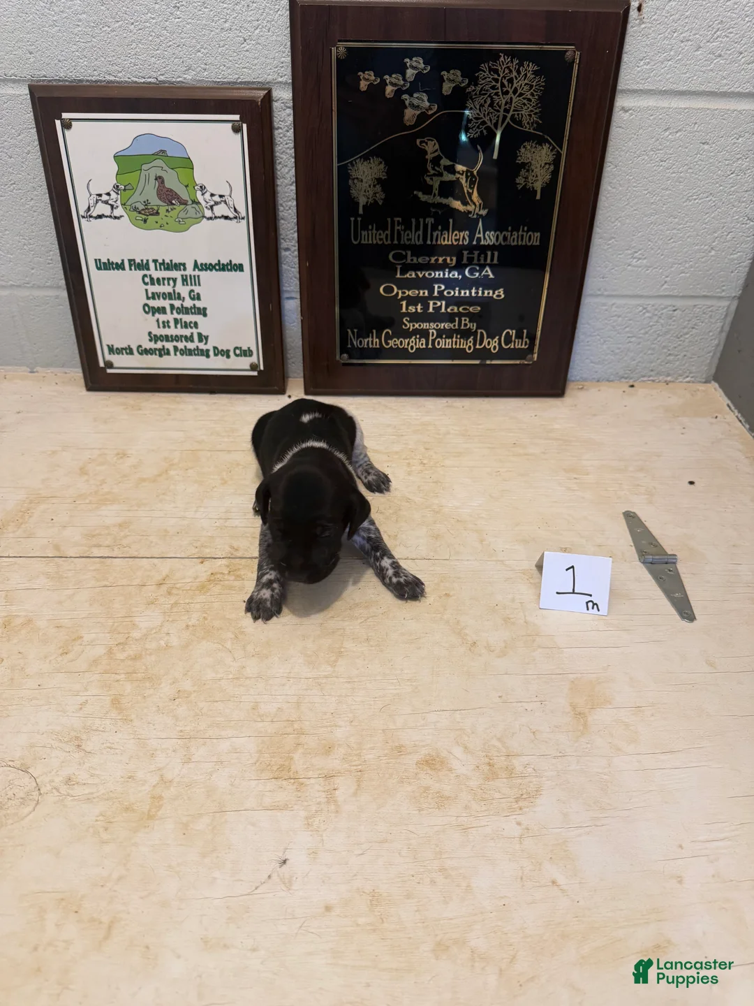 German Shorthaired Pointer dogs for sale: German Shorthaired Pointer 1 - Ad 1