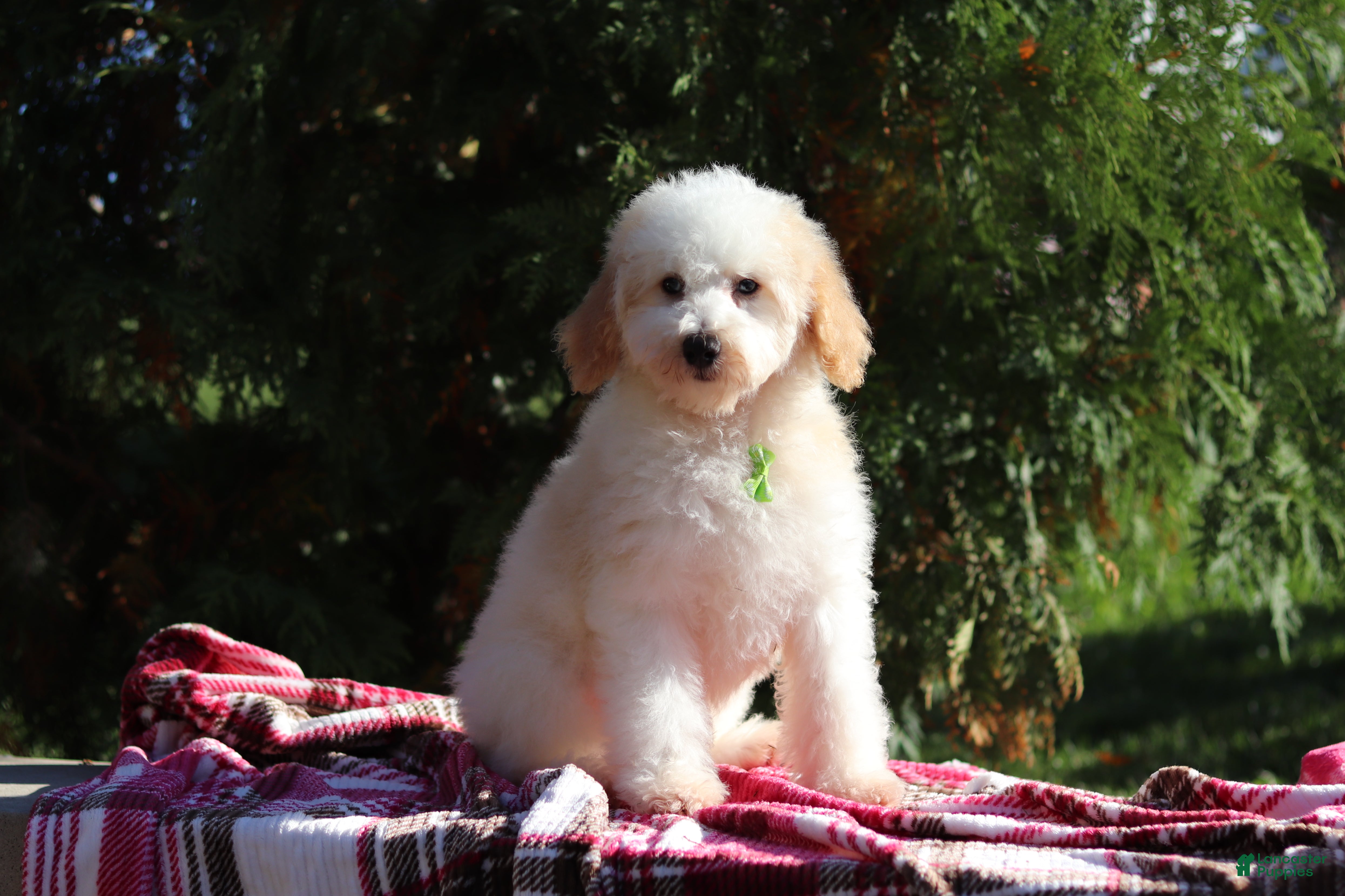 Miniature Poodle dogs Monty (AKC) - Ad 1