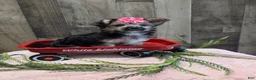 Morkie dogs for sale: Mango - Ad 5