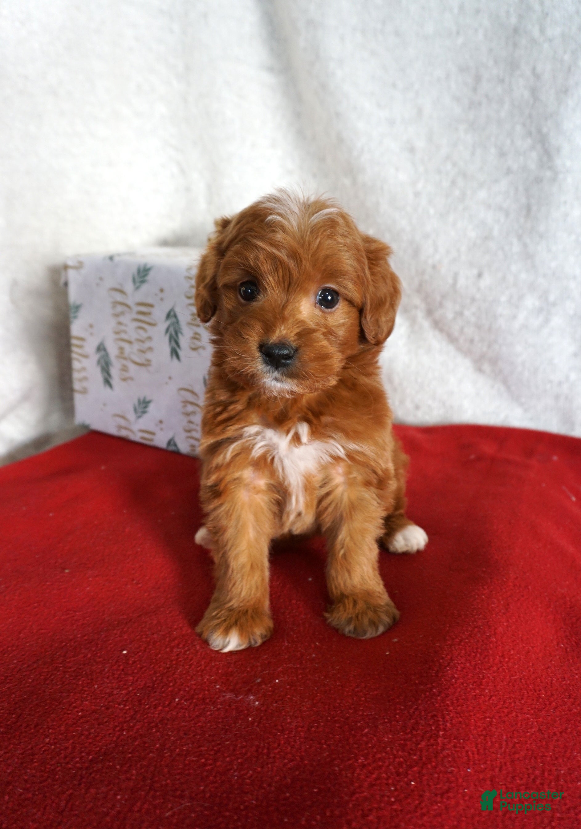 Goldendoodle dogs Sugar - Ad 14