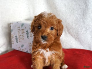 Goldendoodle dogs Sugar - Ad 40