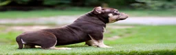 American Bully dogs for sale: Chocolate Tri Yogi Son - Ad 3