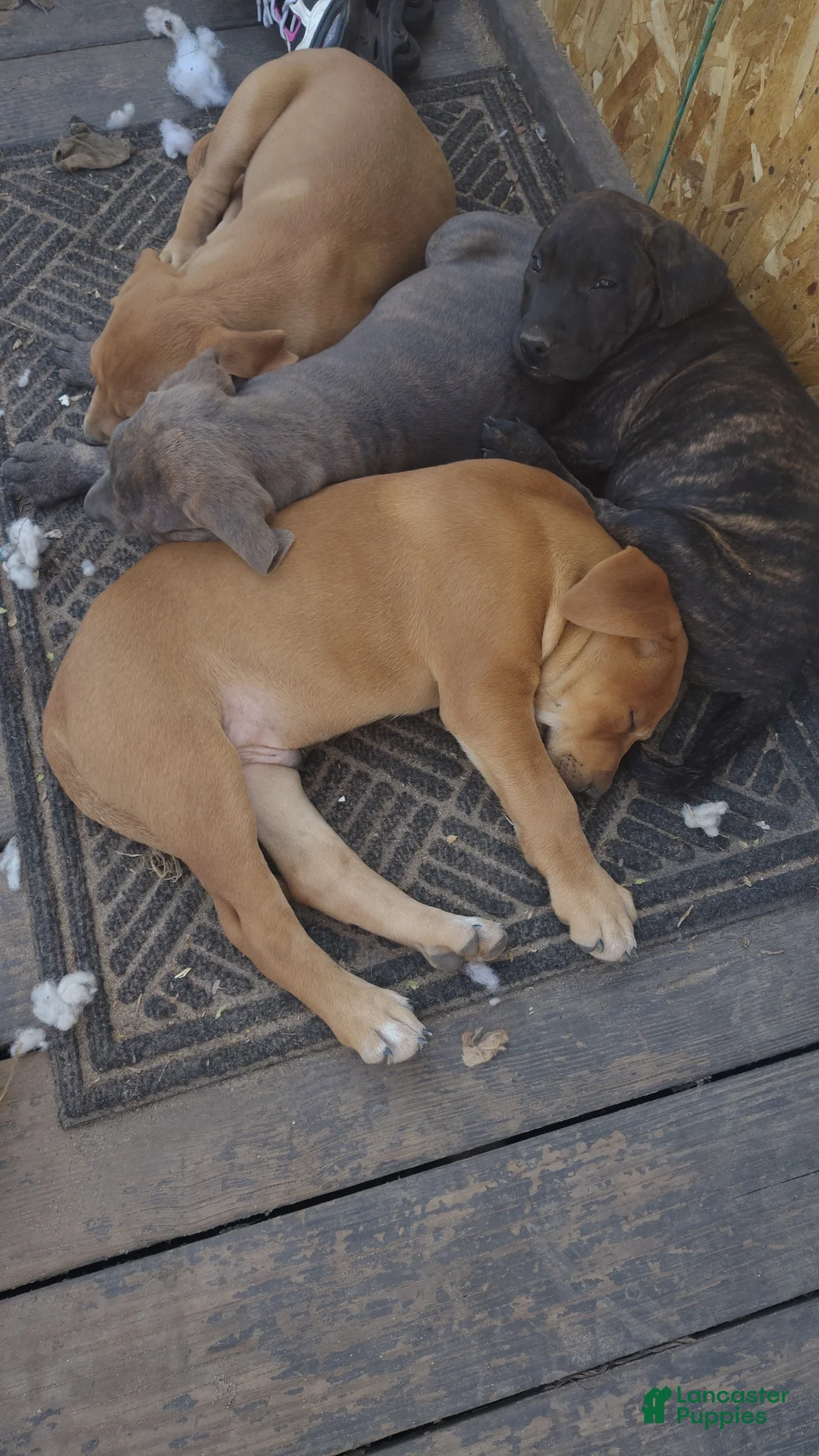 Mixed Breed dogs for sale: Meet Lucky — the Sweetest Little Boy in the Litter - Ad 2
