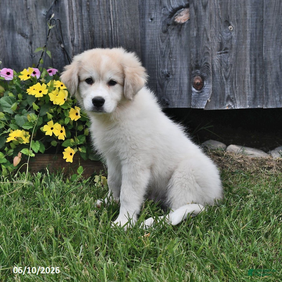 Mixed Breed dogs Sid  - Ad 2