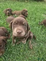 Labrador Retriever Puppy 5