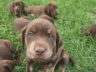 Labrador Retriever dogs for sale: Labrador Retriever Puppy 5 - Ad 2