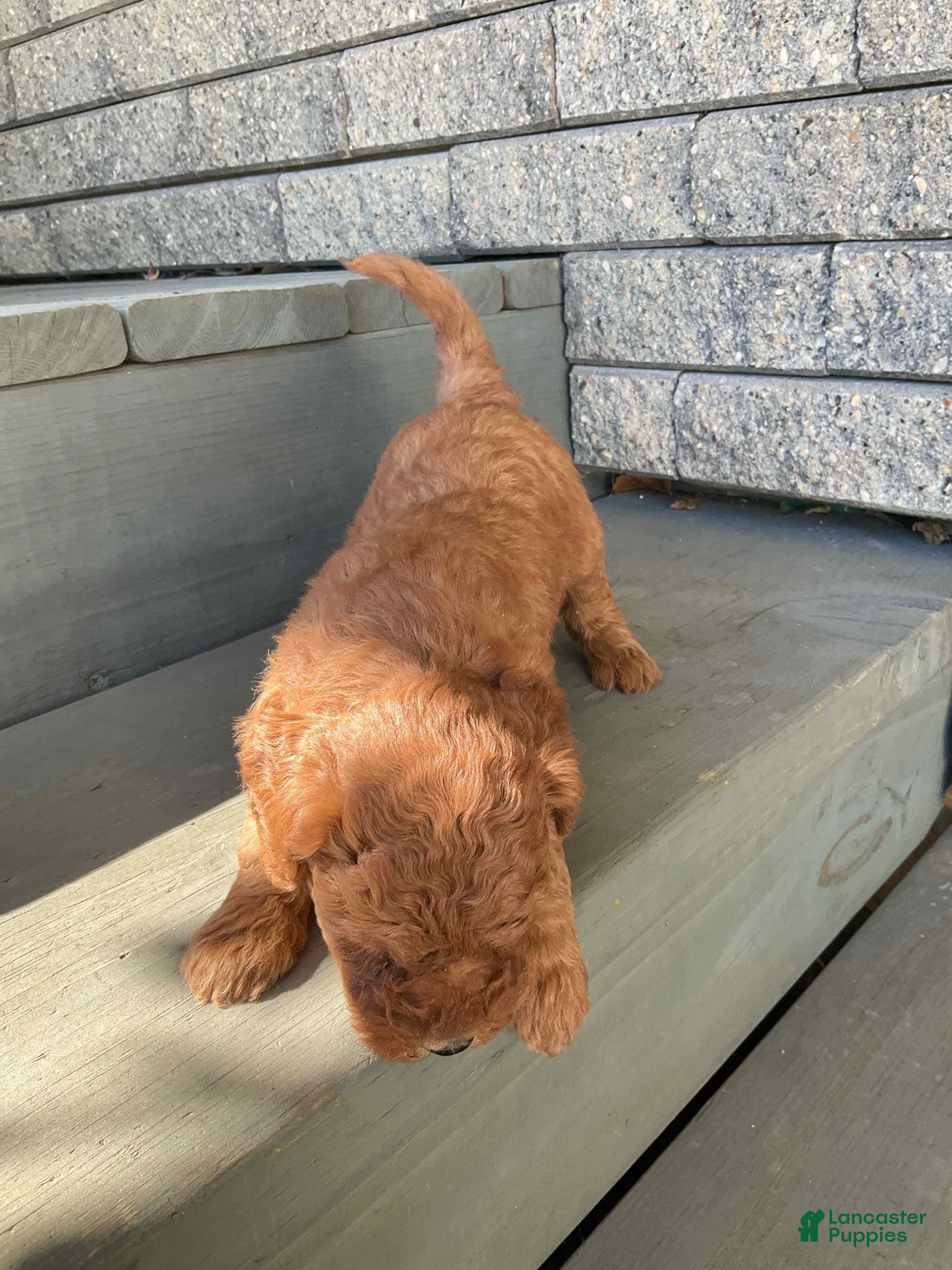 Mini Goldendoodle dogs Bonnie - Ad 1