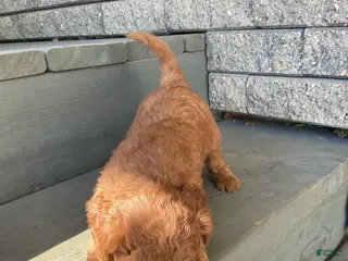 Mini Goldendoodle dogs for sale: Bonnie - Ad 4