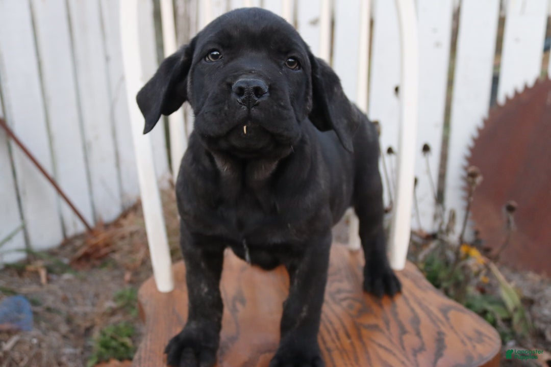 Cane Corso dogs for sale: Bradley  - Ad 6