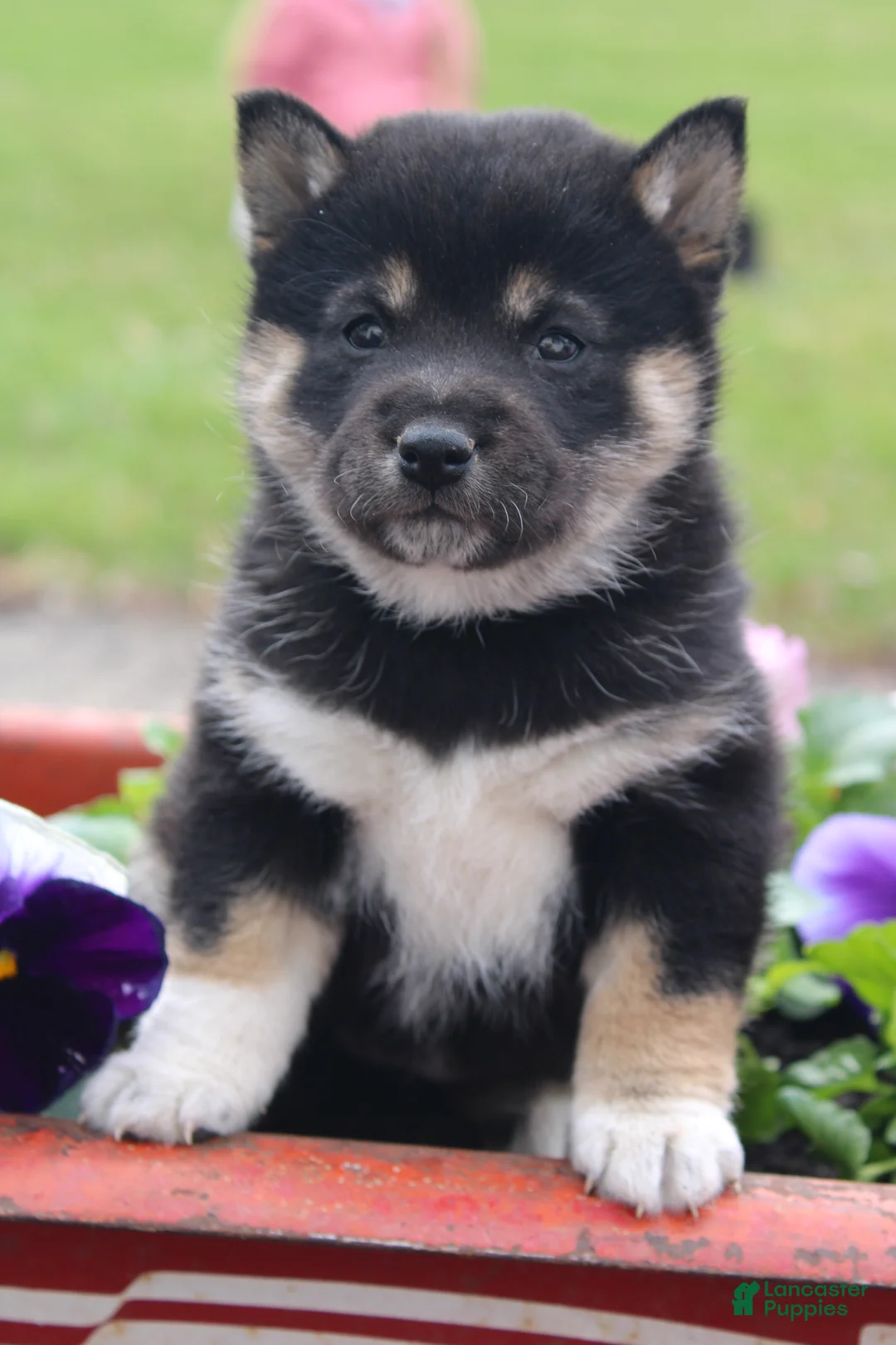 Shiba Inu dogs for sale: Teasha - Ad 2