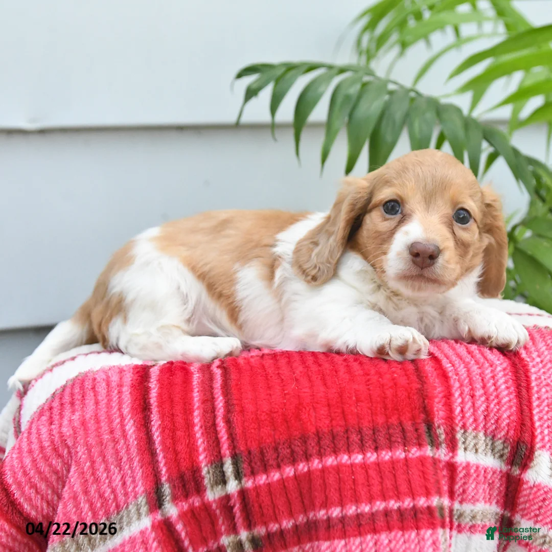 Dachshund dogs for sale: Timmy - Ad 1