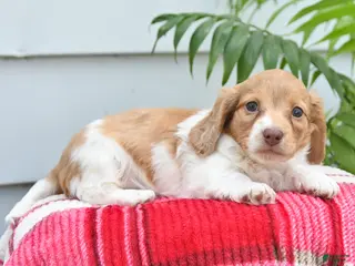 Dachshund dogs for sale: Timmy - Ad 2