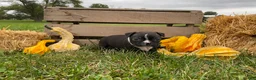 Boston Terrier dogs for sale: Glacier - Ad 4