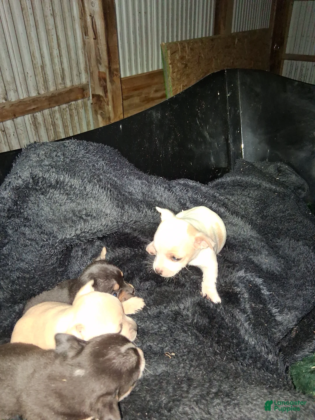 Chihuahua dogs for sale: Chihuahua Puppy 1 - Ad 1