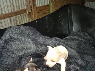 Chihuahua dogs Chihuahua Puppy 1 - Ad 42