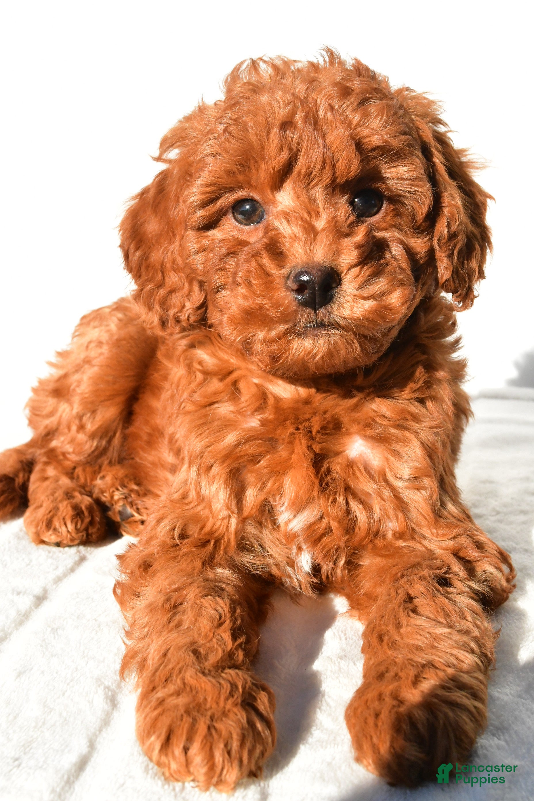 Mini Goldendoodle dogs Cinnamon  - Ad 2