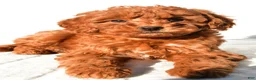 Mini Goldendoodle dogs for sale: Cinnamon  - Ad 2