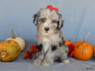 Sheepadoodle dogs - Ad 20