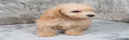 Mini Goldendoodle dogs for sale: Max ID: 3856 - Ad 4