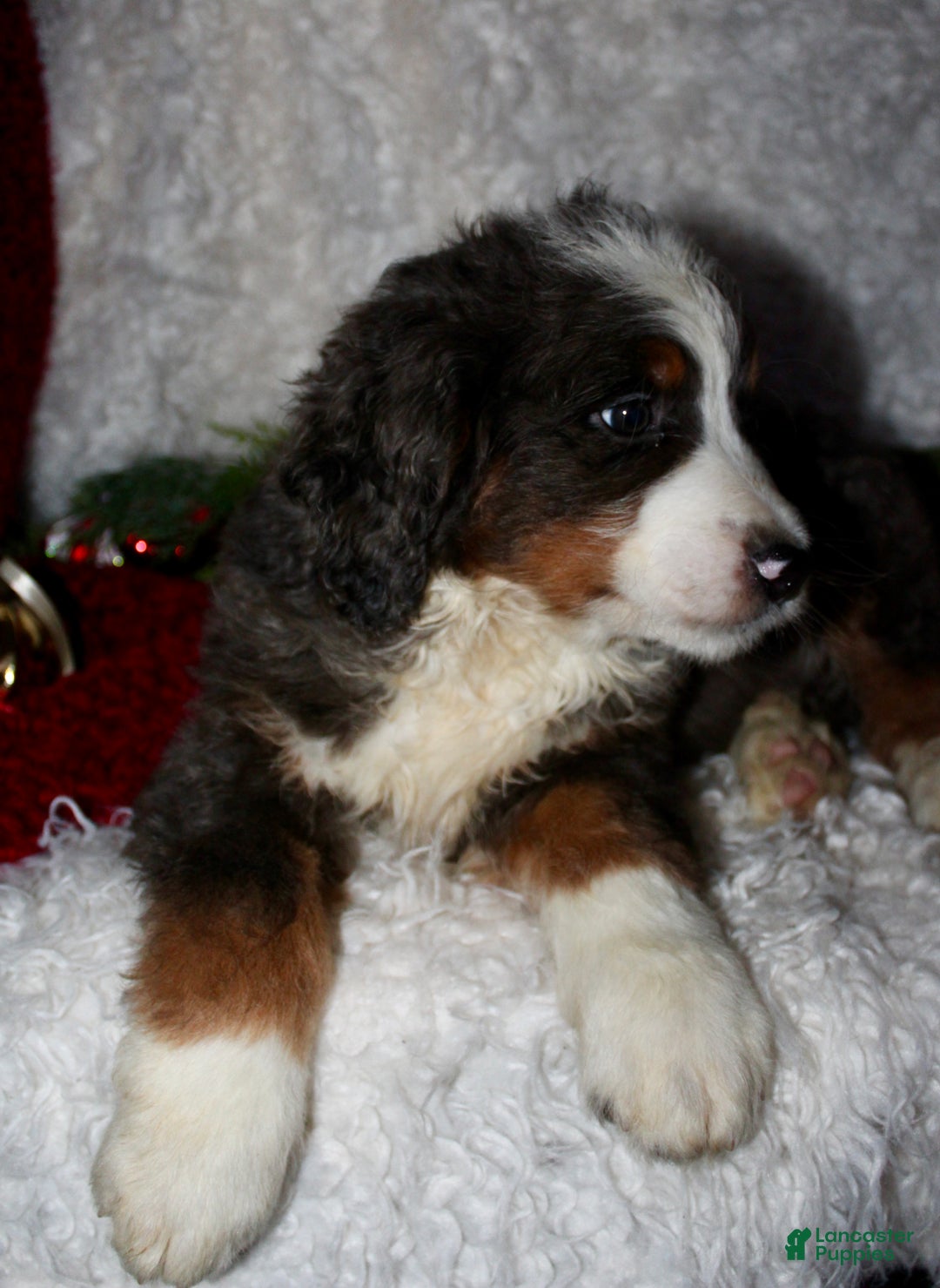 Bernedoodle dogs for sale: Jimmy - Ad 4
