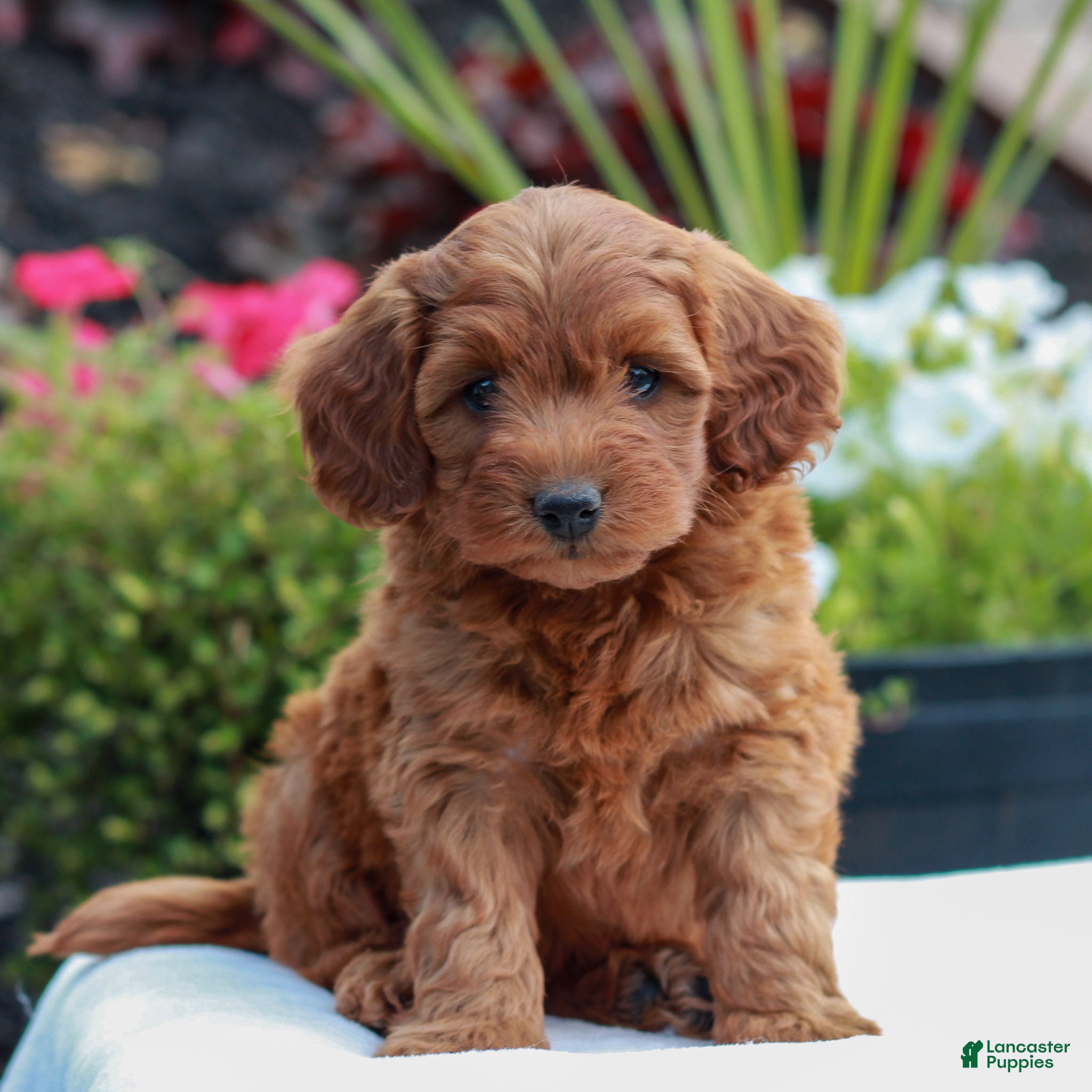 Mini Goldendoodle dogs for sale: Victor  - Ad 4