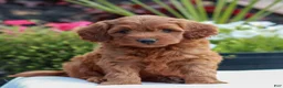 Mini Goldendoodle dogs for sale: Victor  - Ad 1