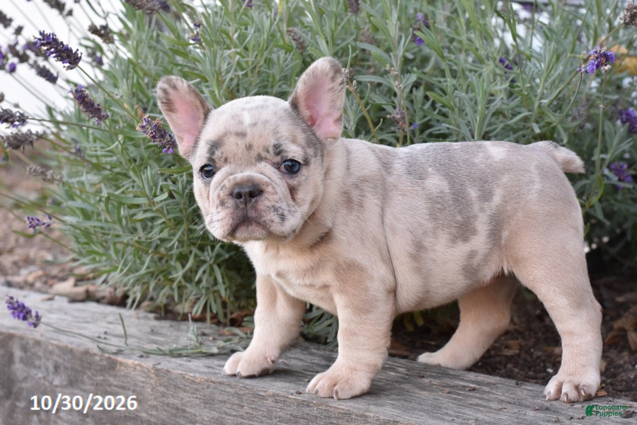 French Bulldog dogs for sale: Tootsie - Ad 1