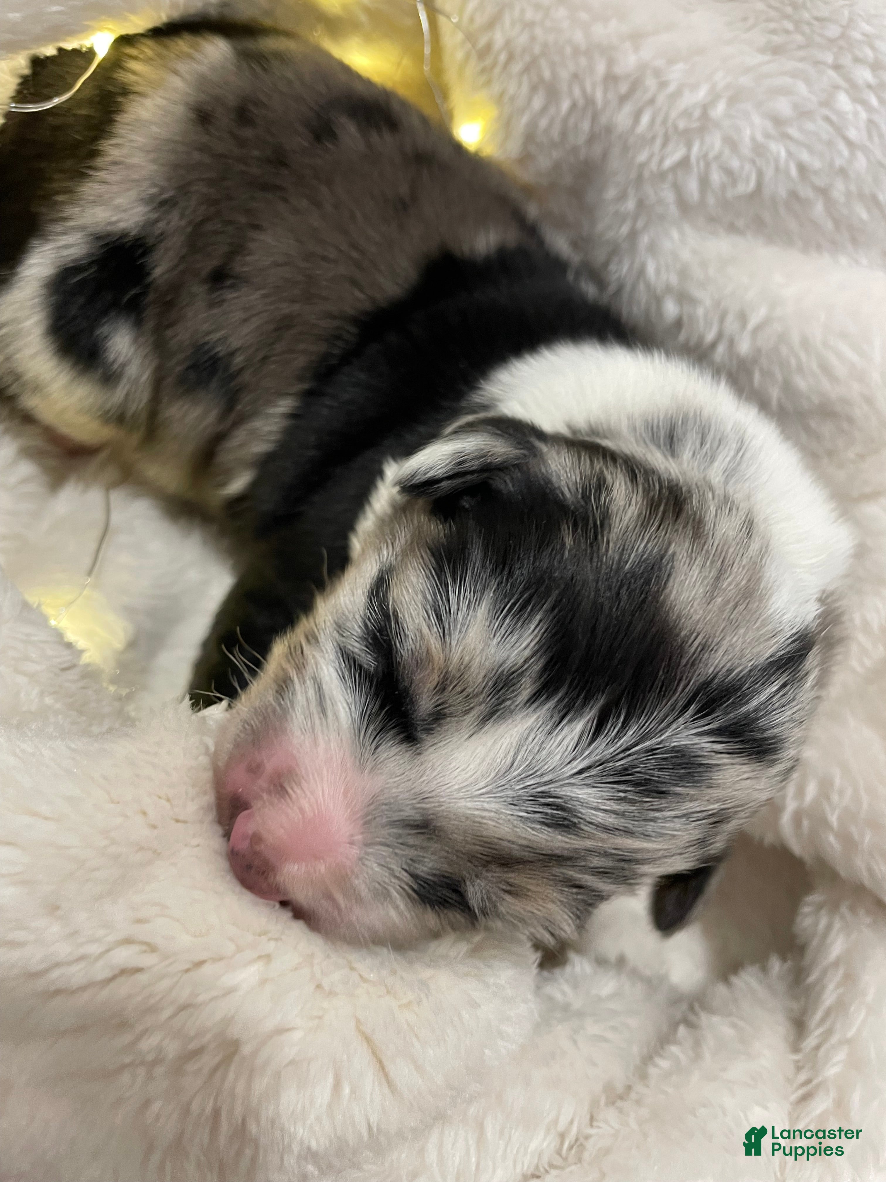 Australian Shepherd dogs Ellie - Ad 25