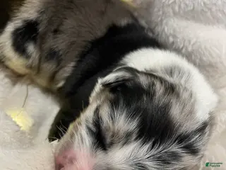 Australian Shepherd dogs Ellie - Ad 25