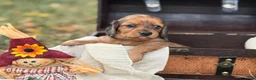 Miniature Dachshund dogs for sale: Red dapple - Ad 6