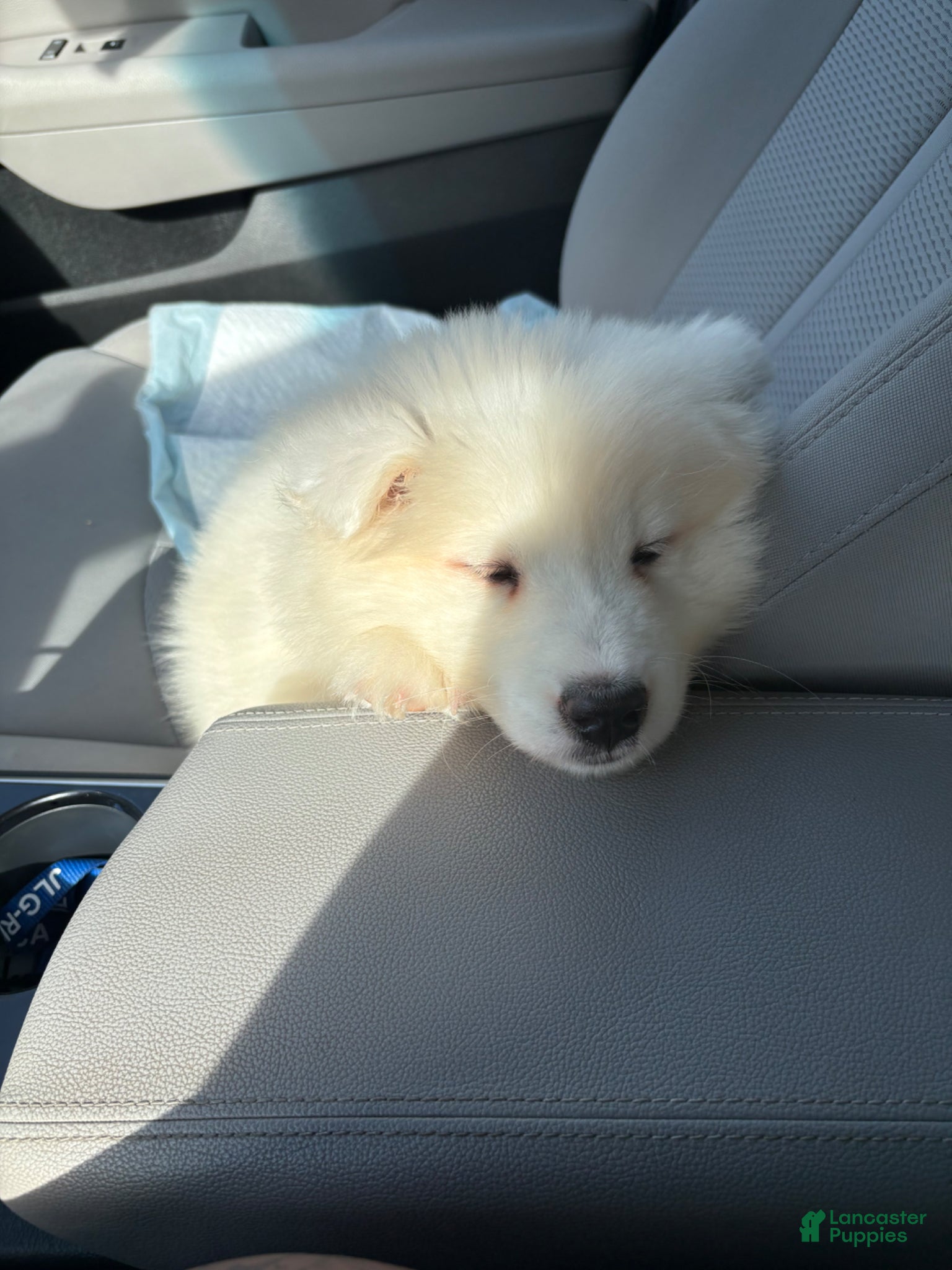 Samoyed dogs Samoyed Puppy 1 - Ad 30