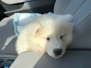 Samoyed dogs Samoyed Puppy 1 - Ad 16