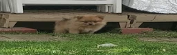 Pomeranian dogs for sale: Luke - Ad 33