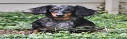 Miniature Dachshund dogs for sale: Dixie - Ad 6