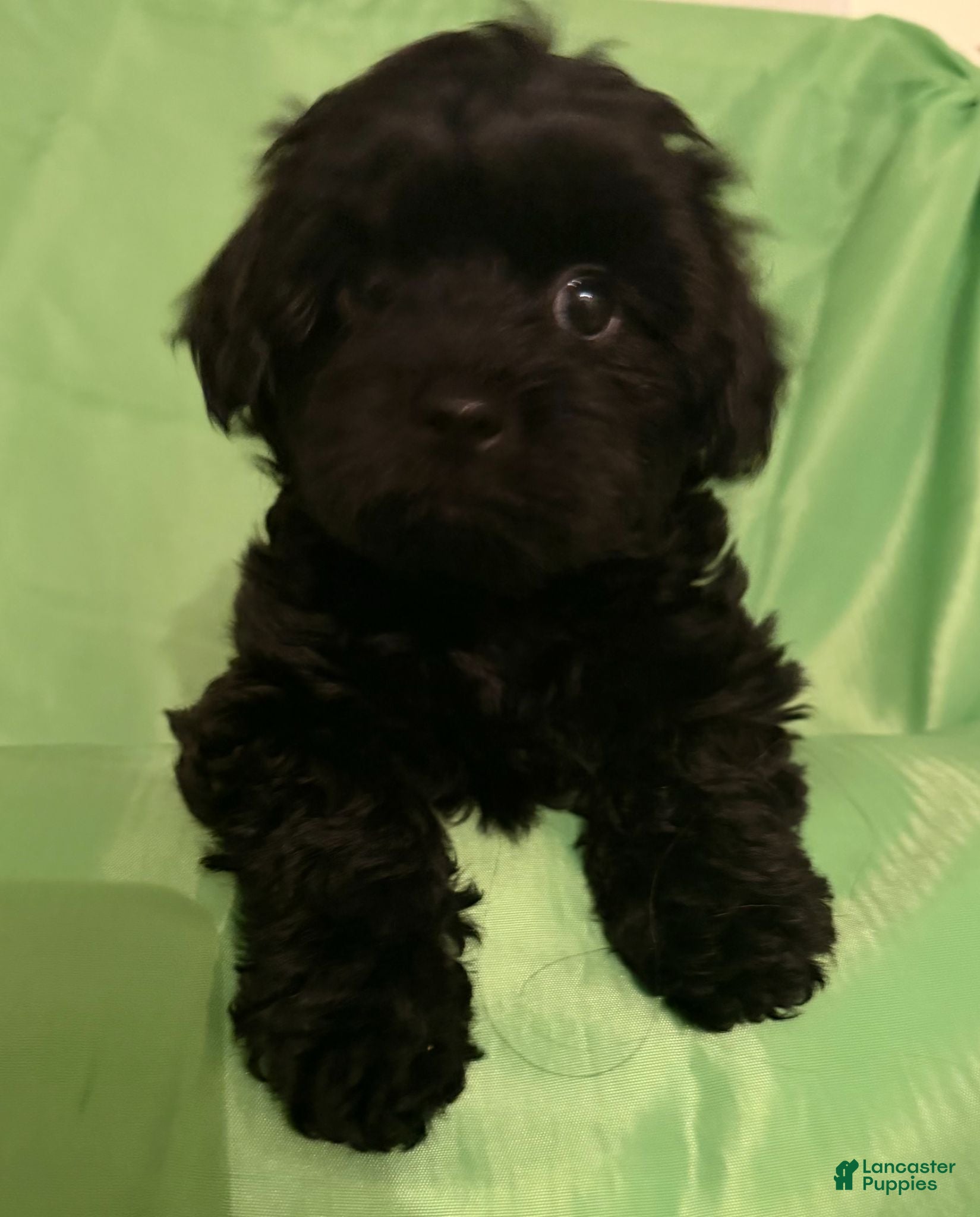 Yorkiepoo dogs Mia - Ad 35