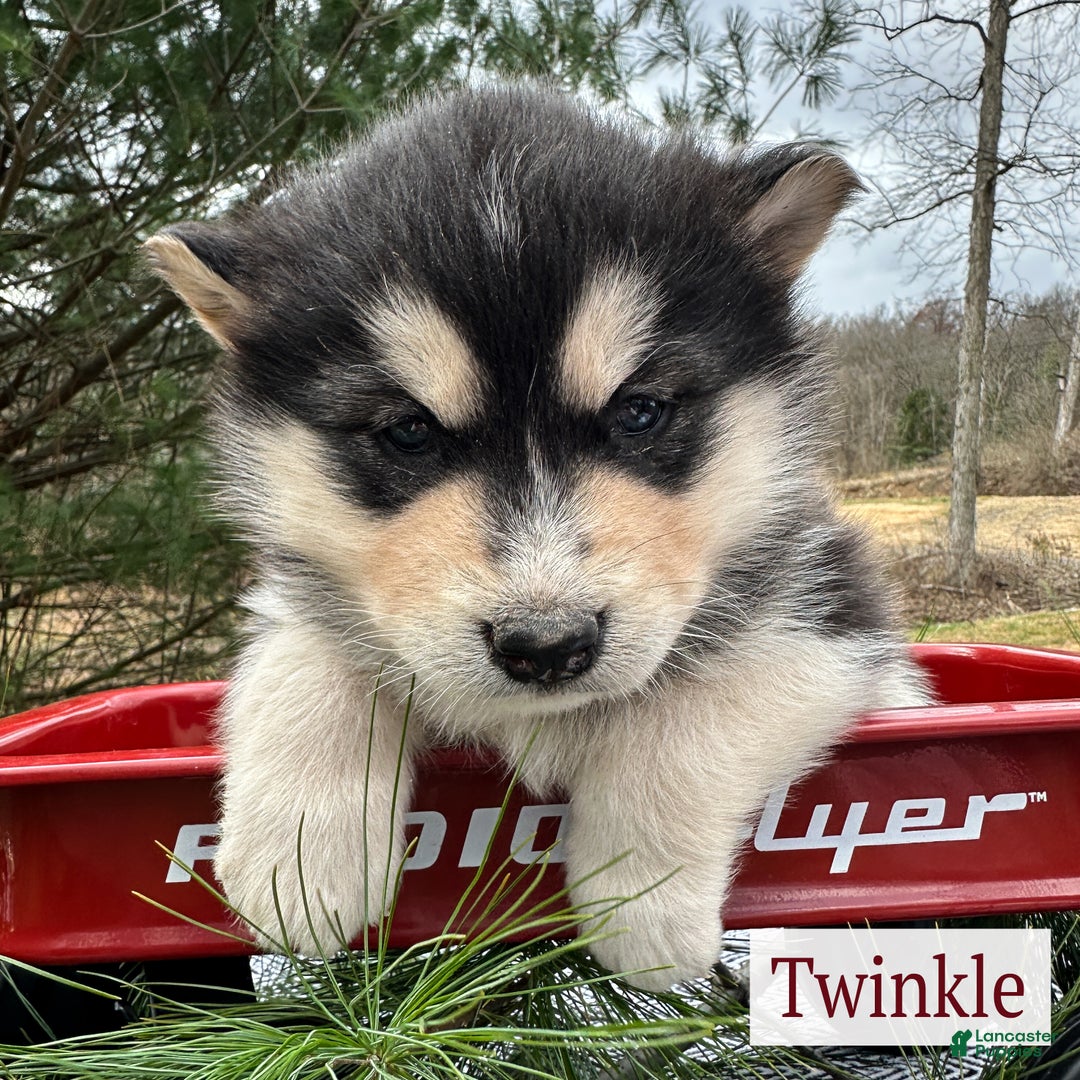 Alaskan Malamute dogs for sale: Twinkle  - Ad 1