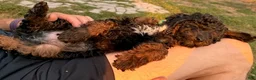 Mini Aussiedoodle dogs for sale: River - Ad 6