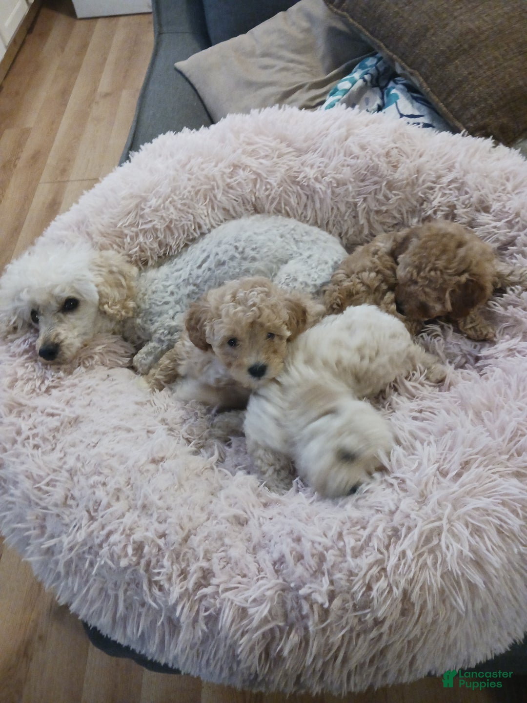 Toy Poodle dogs for sale: Polly - Ad 11
