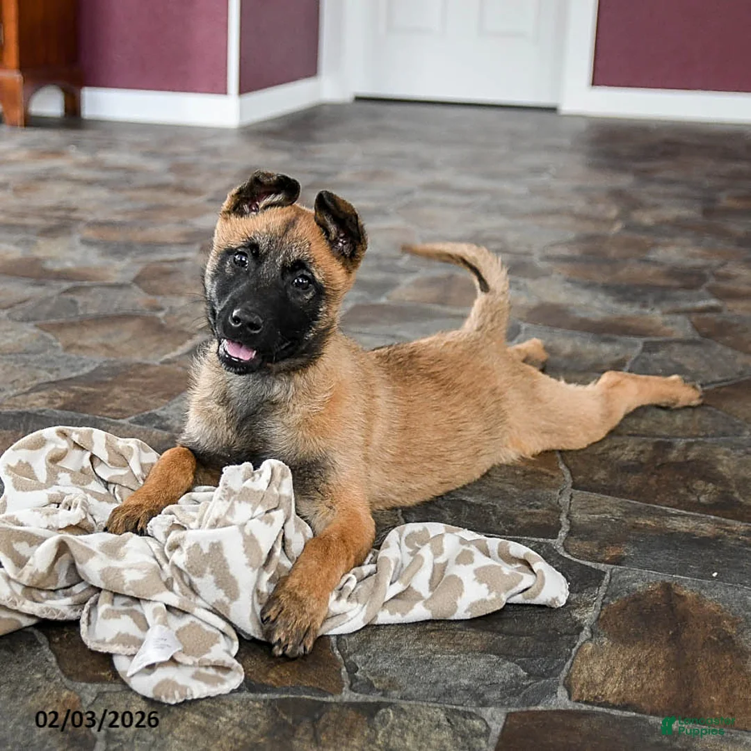 Belgian Malinois dogs for sale: Poppy - Ad 2